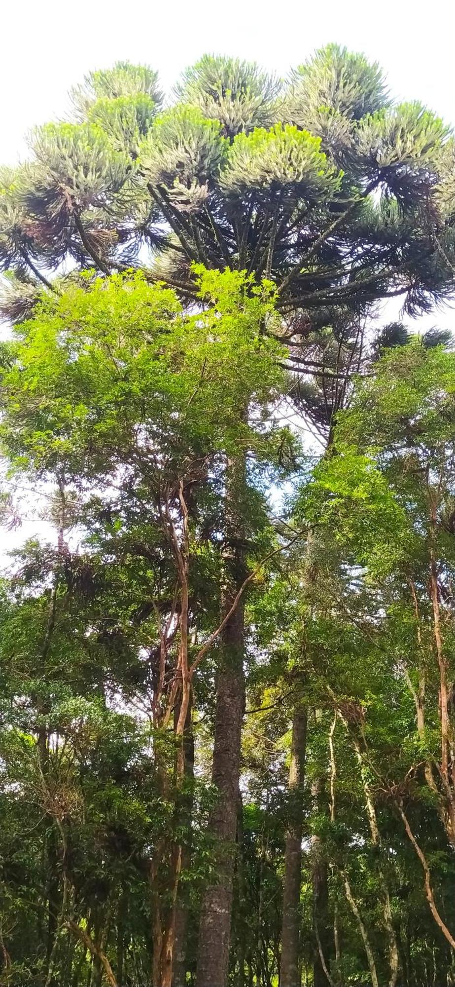 Chacara Rancho Paraiso Piraquara Exterior foto